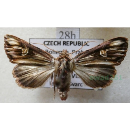 Actinotia polyodon (Clerck, 1759) Cmucha przejrzysta, przydrożnica dziurawcówka Czech28h